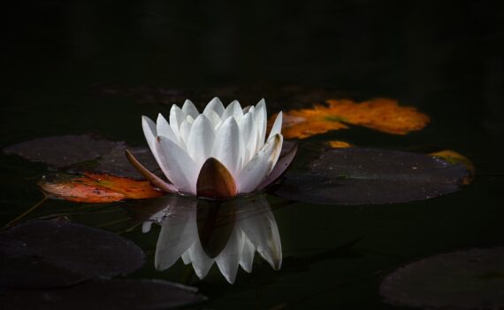 lotus blossom background