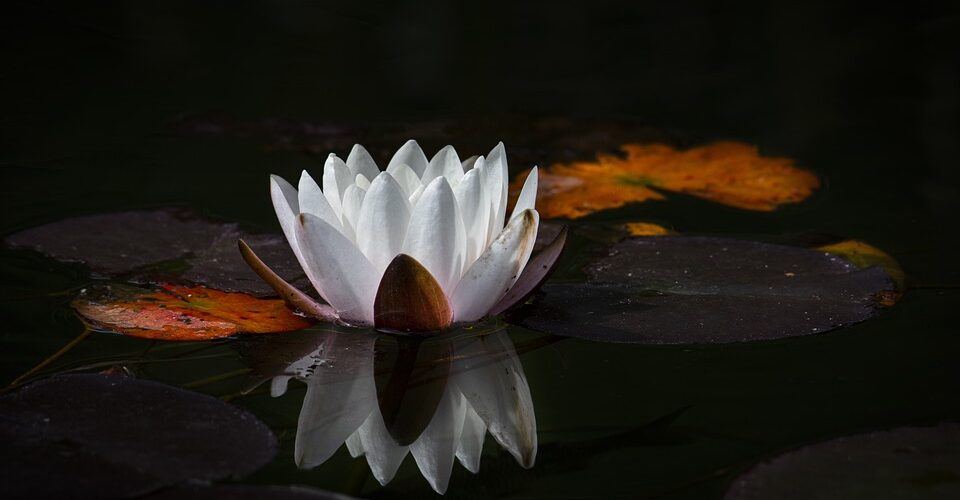 lotus blossom background